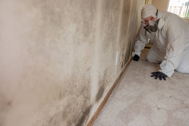 Mold Documentation for Insurance Claims in French Valley, CA